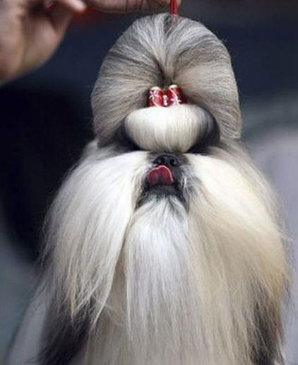 Funny_Dog_Hair_Cut_Google %286%29.jpg
